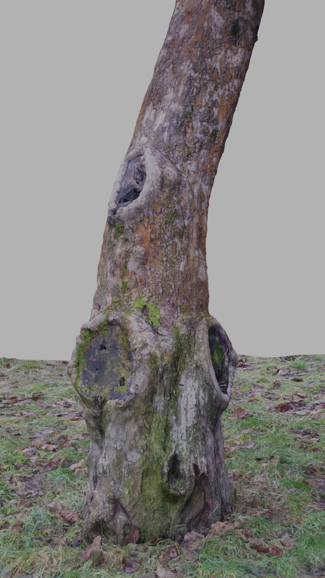 tree trunk and grass - 3d scan preview image 1